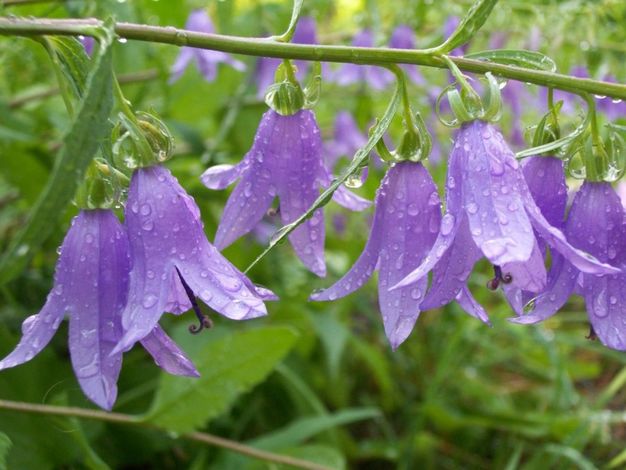 Дождевые колокольчики