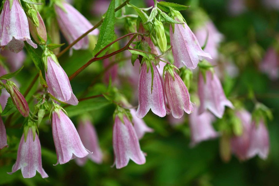 Прострел - сон трава