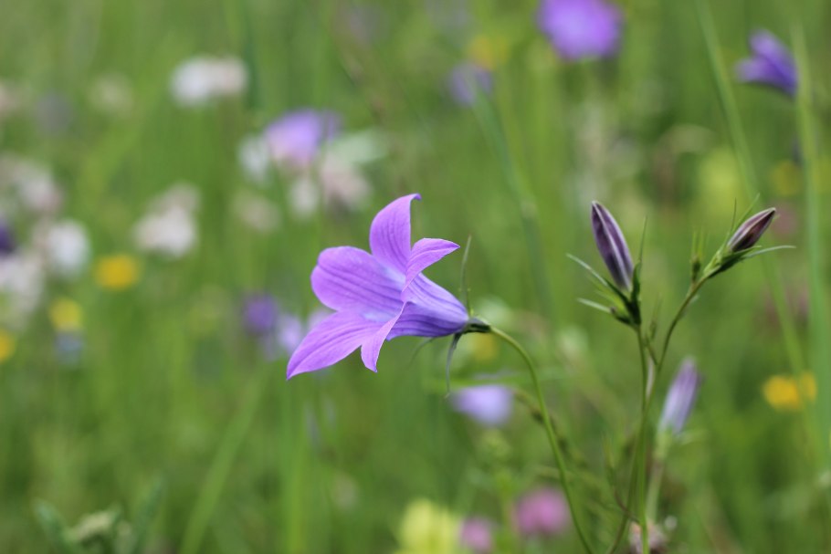 Растения Удмуртии колокольчик