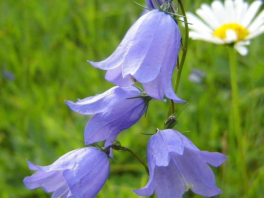 Подснежник Сибирский прострел