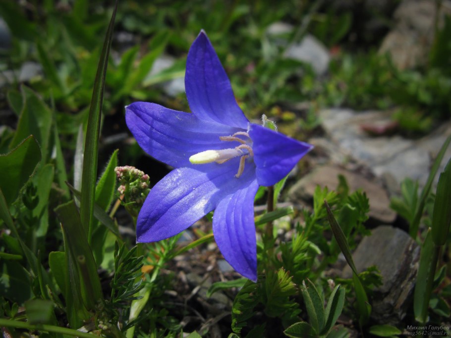 Рябчик русский Fritillaria ruthenica