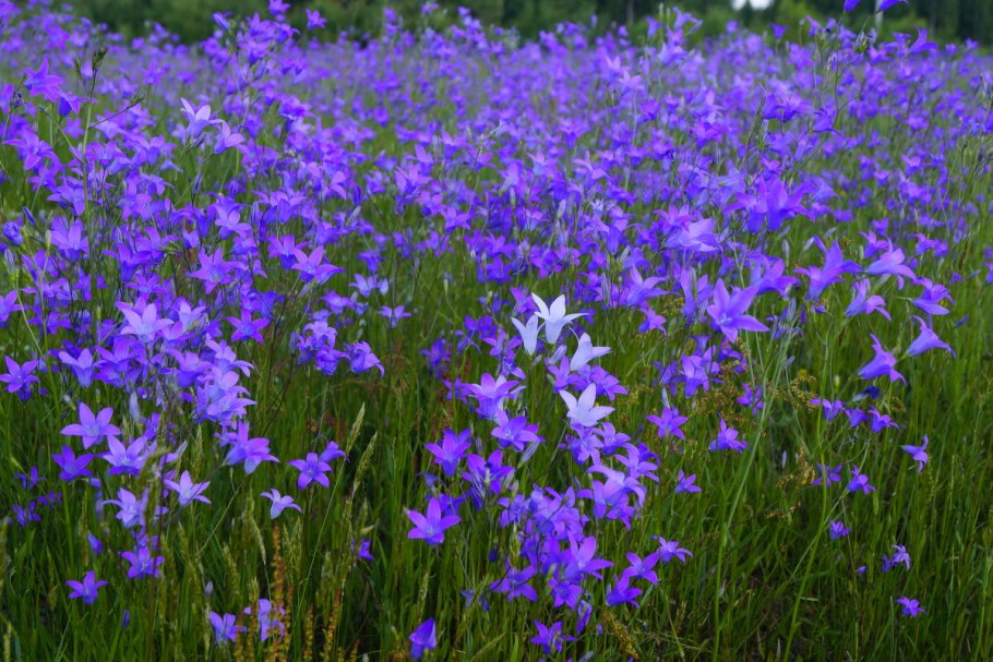 Колокольчик полевой цветок