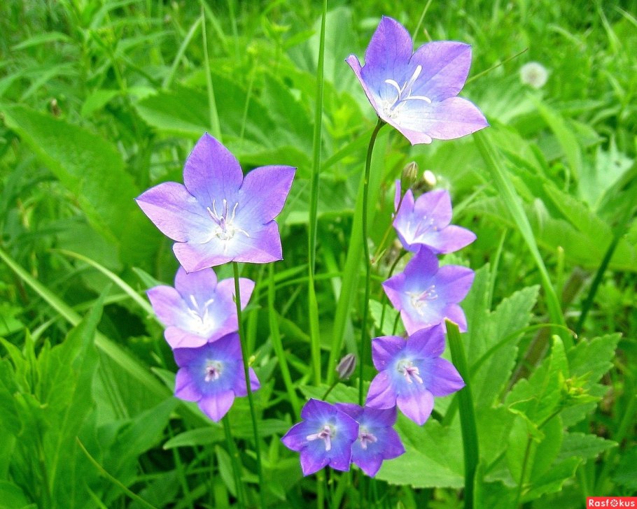 Пульсатилла сон трава