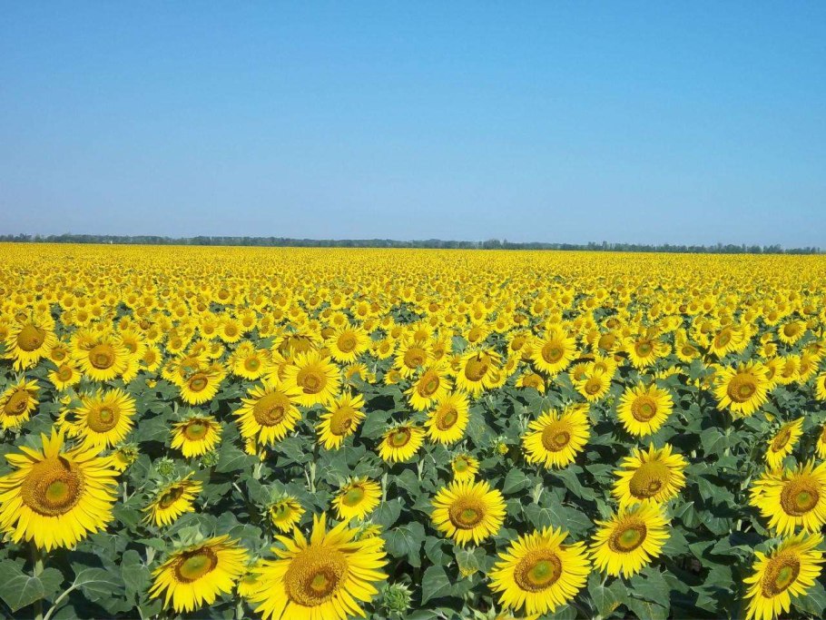 Пахотные земли Кубани Подсолнухи