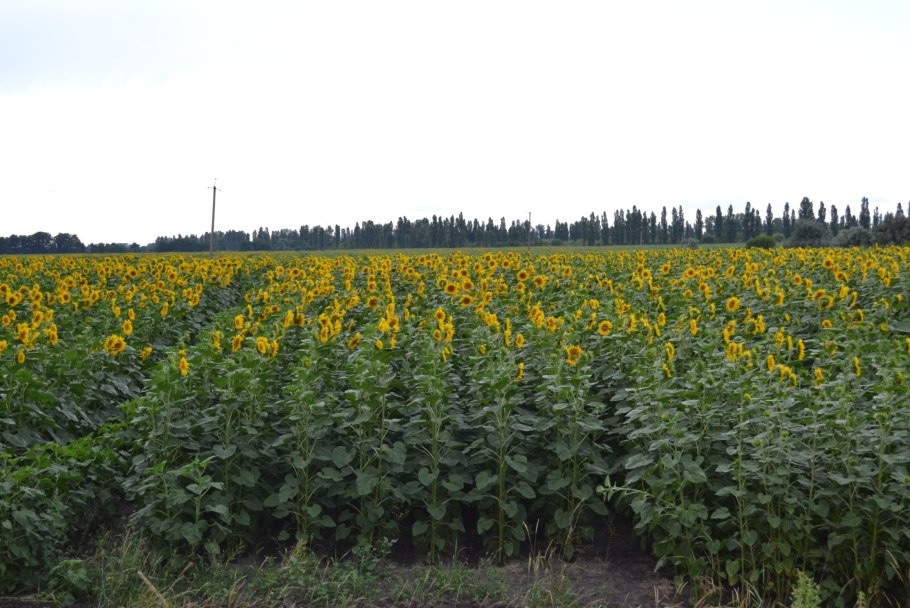 Подсолнечник кукуруза соя