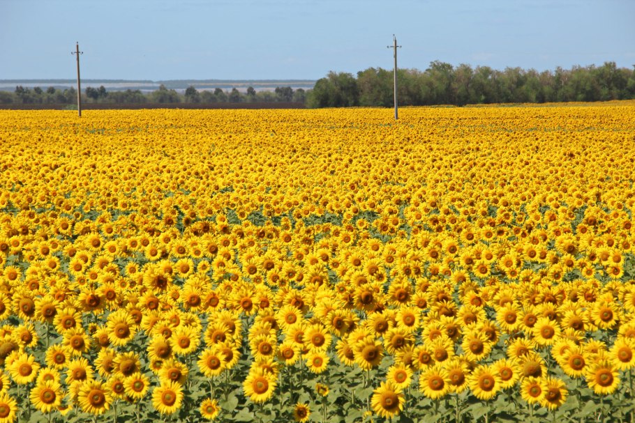 Подсолнухи рапс кукуруза