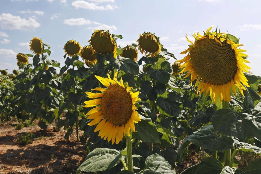 Подсолнух Дакота