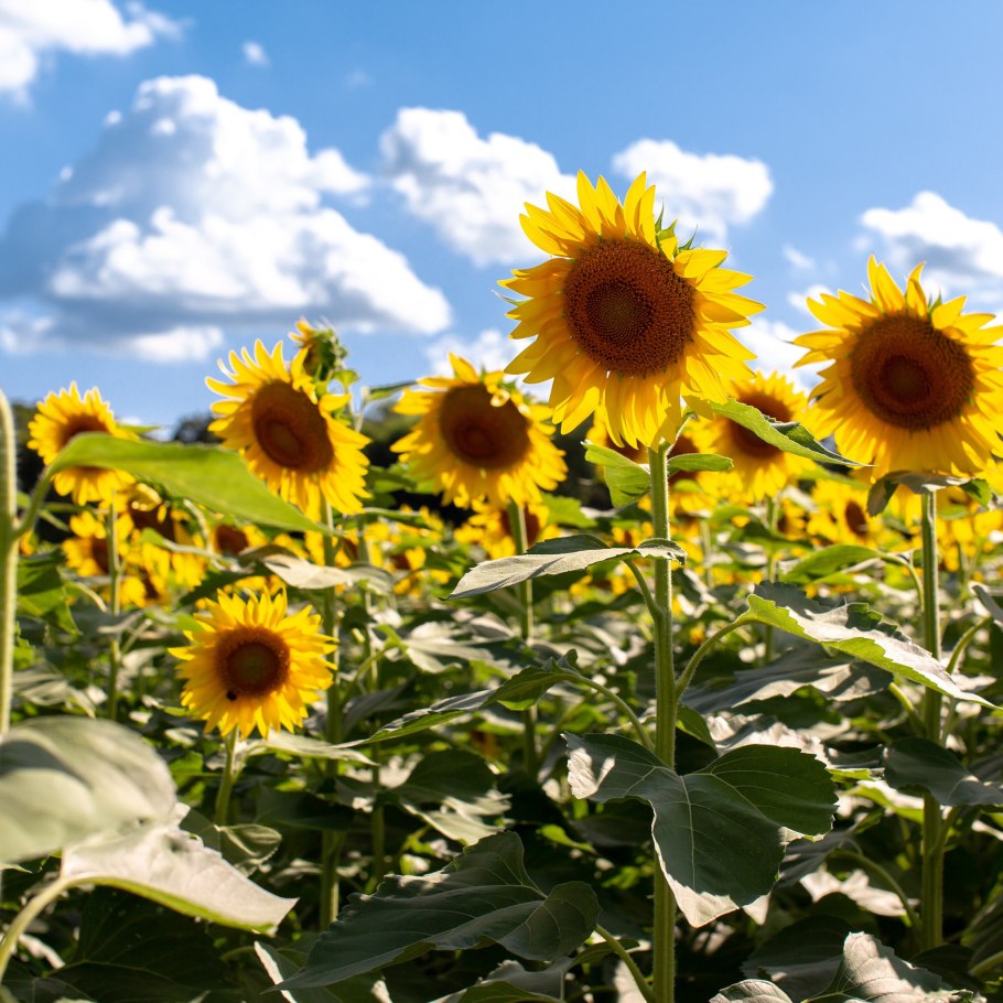 Украина подсолнуховые поля