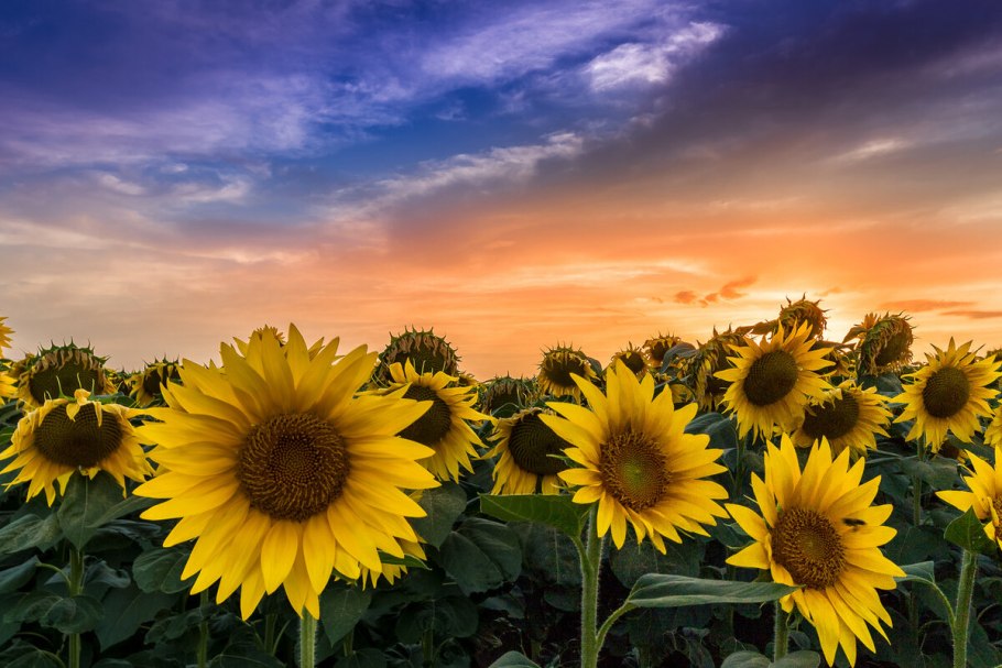Подсолнухи в огороде