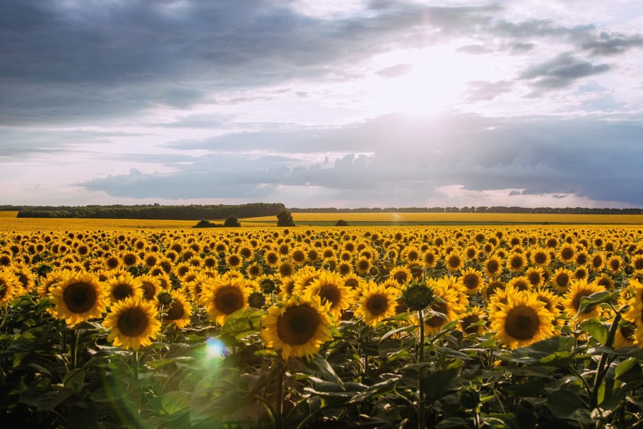 Подсолнуховые поля Саратов