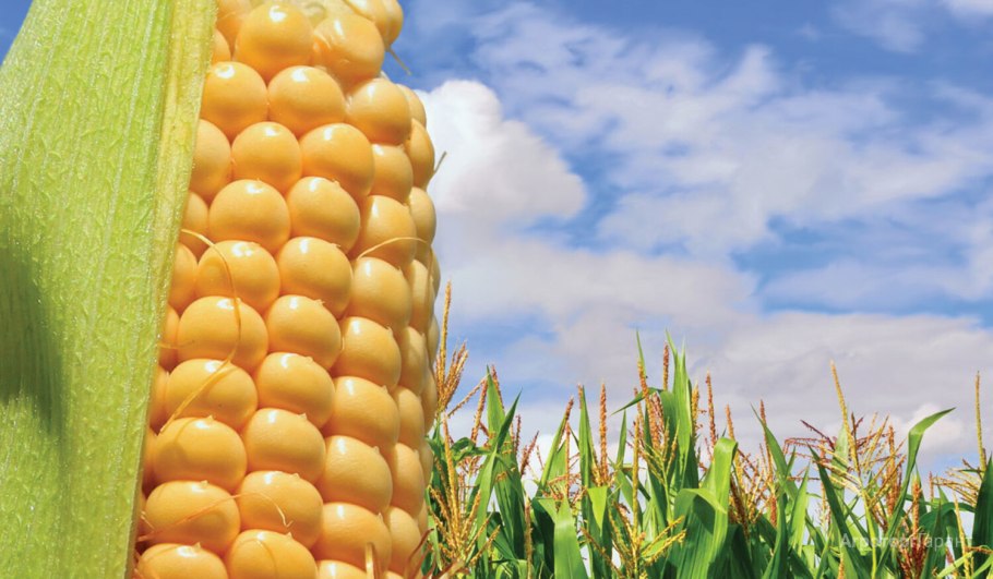 Подсолнечник поле Башкирия