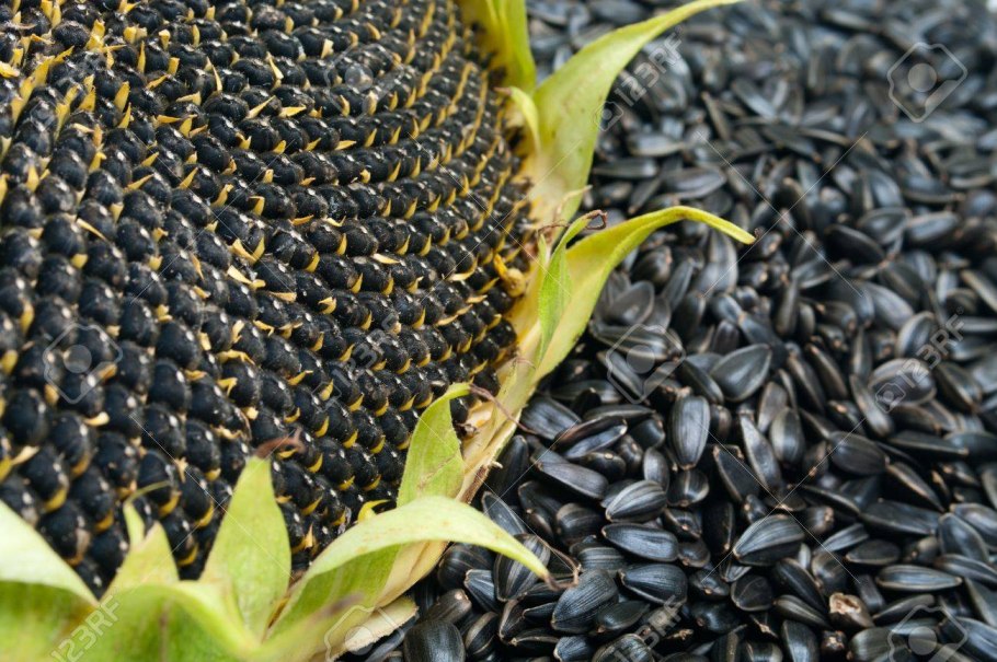 Семена подсолнечника конди