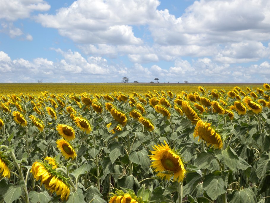 Урожай подсолнечника 2021