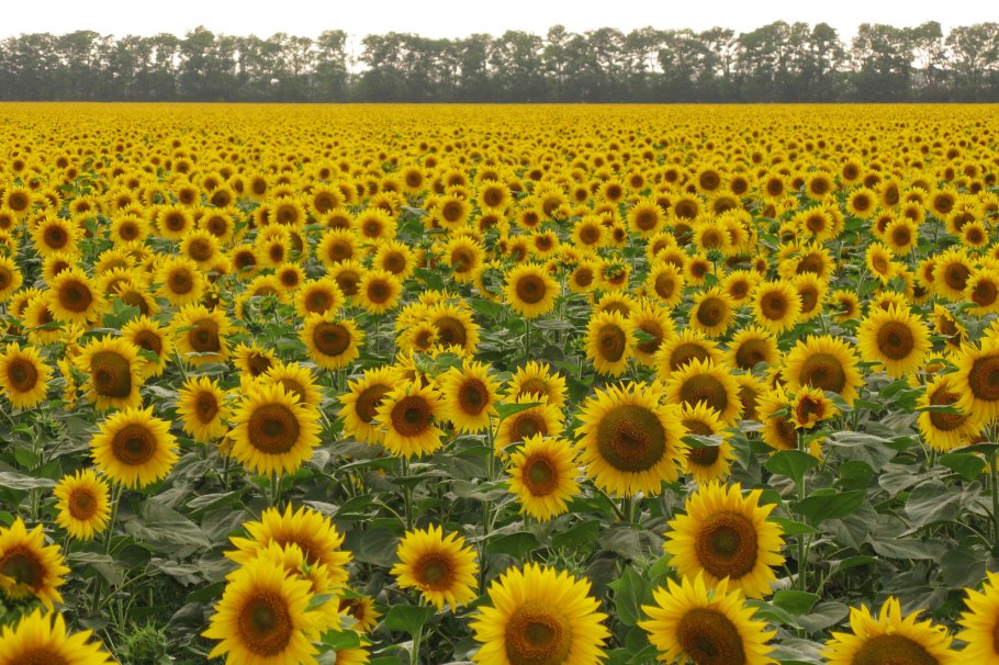 Масленичное растение подсолнух