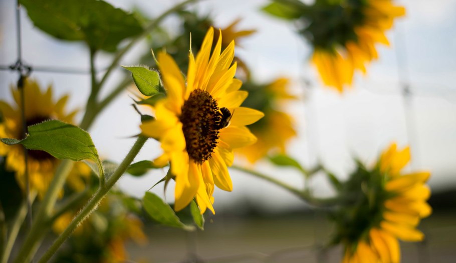 Подсолнечник это зерновая культура