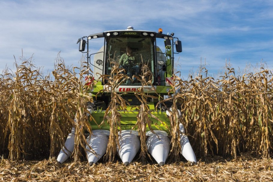 Ростки пшеницы на поле