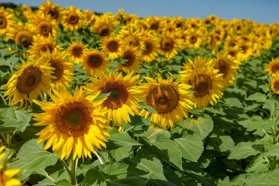 Масличные культуры подсолнечник
