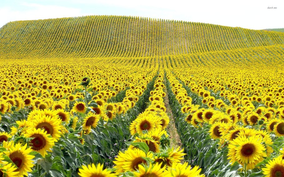 Лимагрен лг50479 гибрид подсолнечника