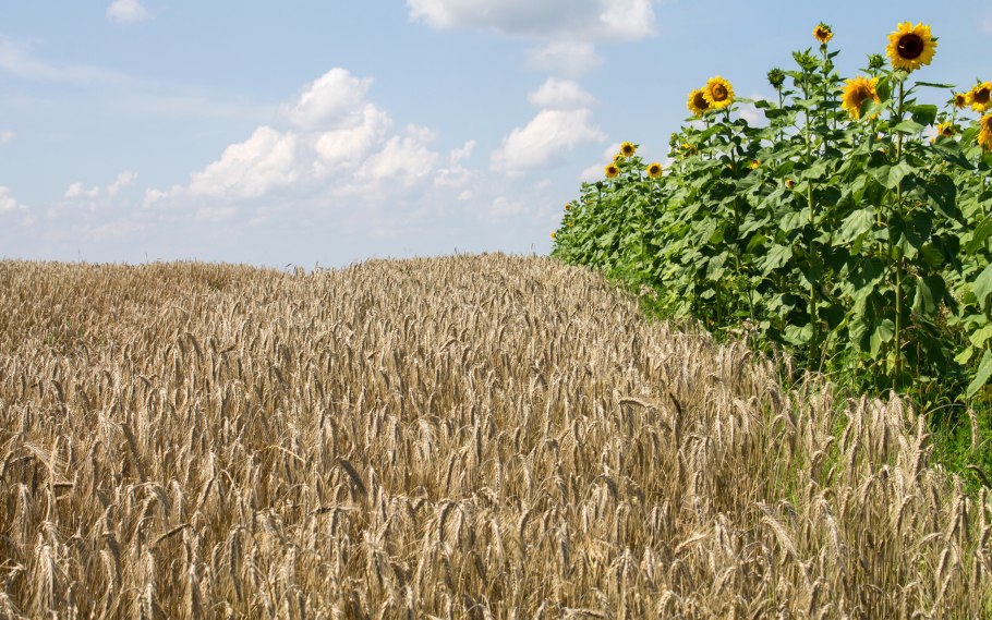 Кукурузно подсолнахавын поля в Беларуси