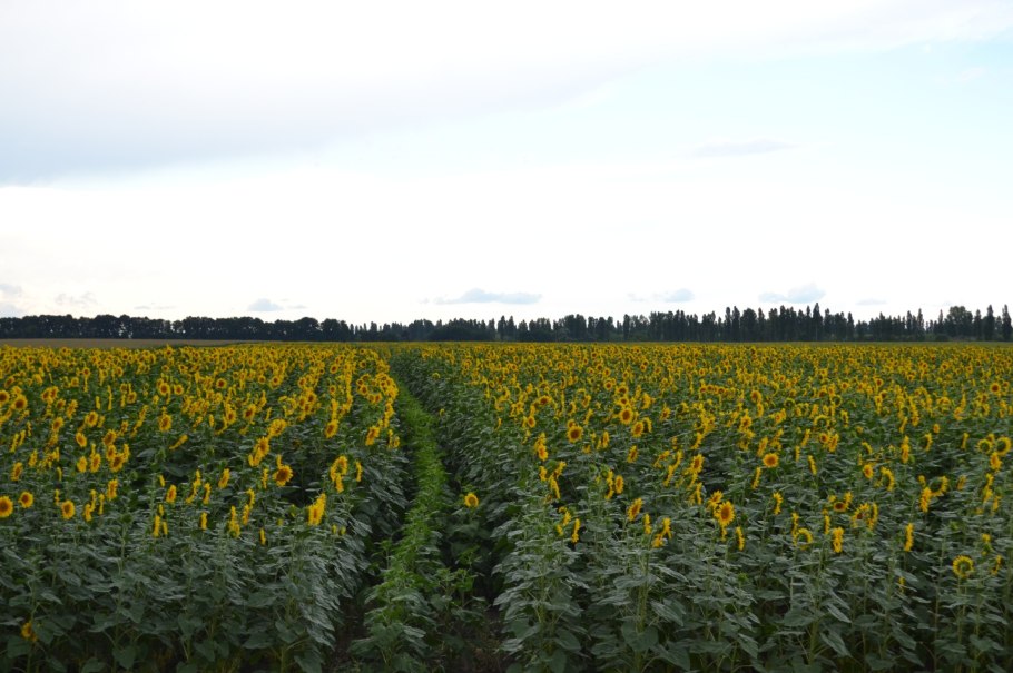 Засуха в сельском хозяйстве