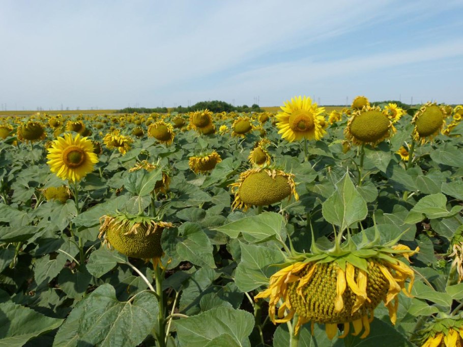 Марица подсолнечник