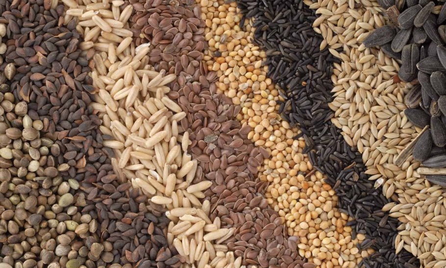 Семена масличных культур