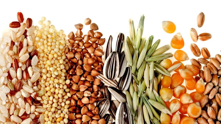 Семена масличных растений