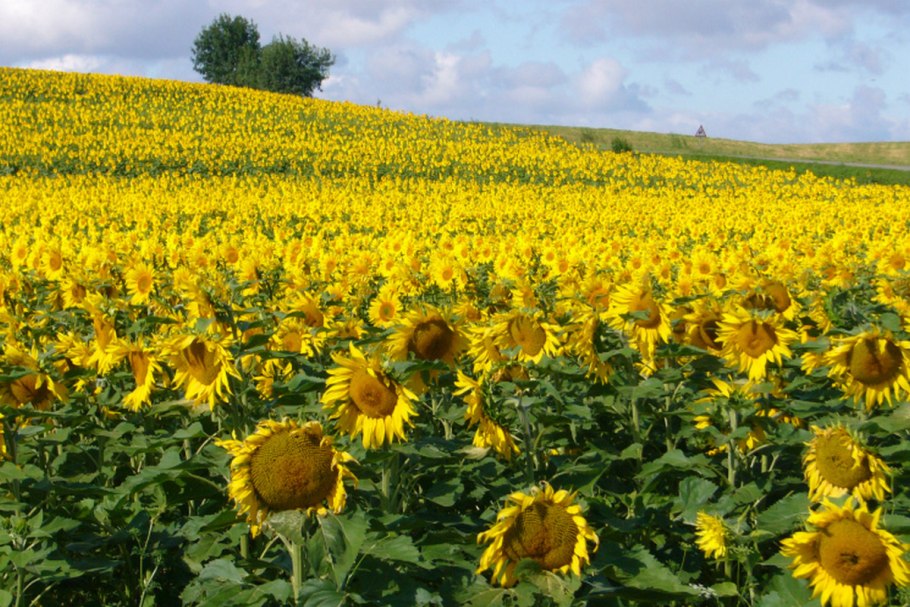 Подсолнечник Бузулук