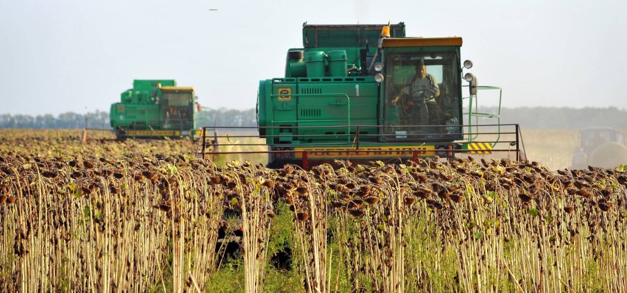 Уборка подсолнечника на Кубани