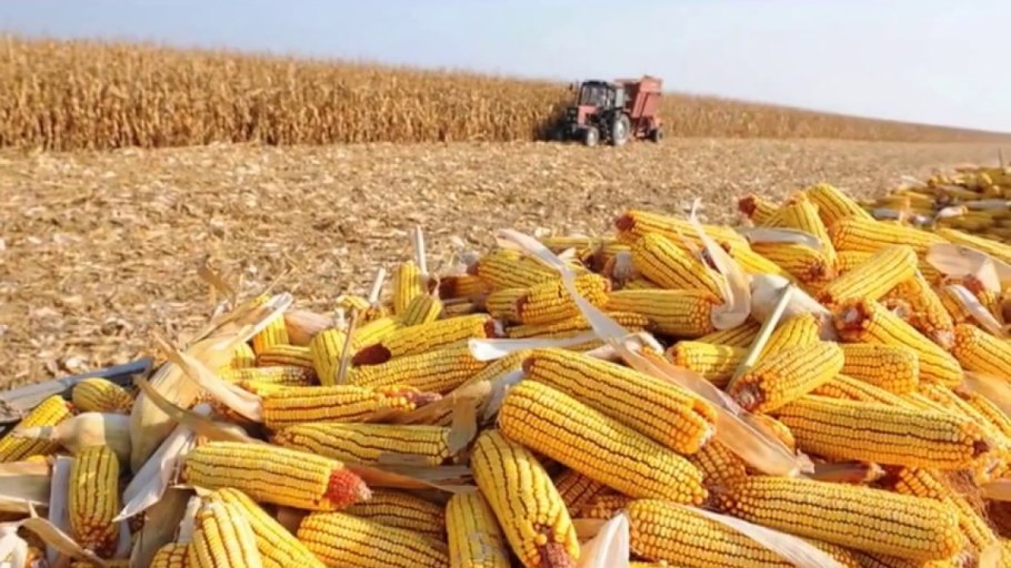 Зерновые и кукурузные поля