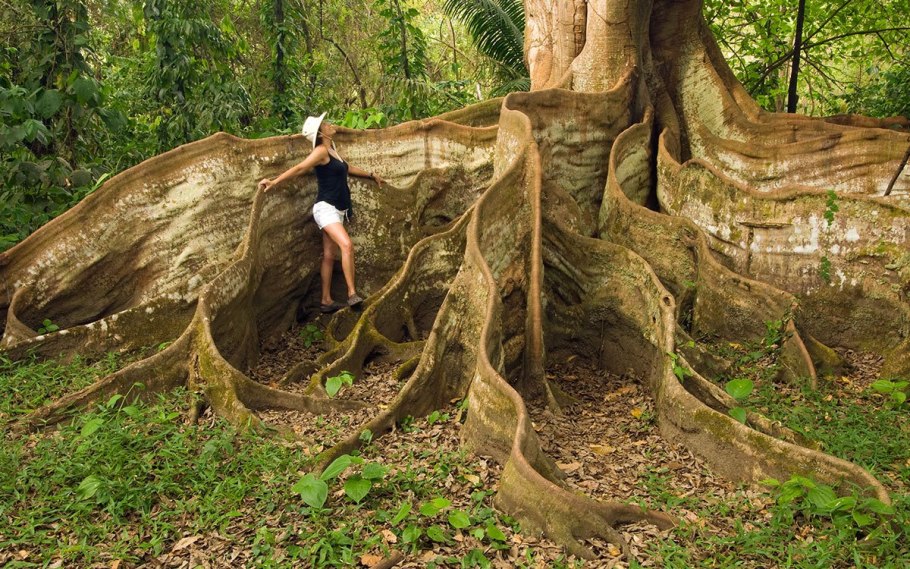 Схема посадки на подвой 54-118