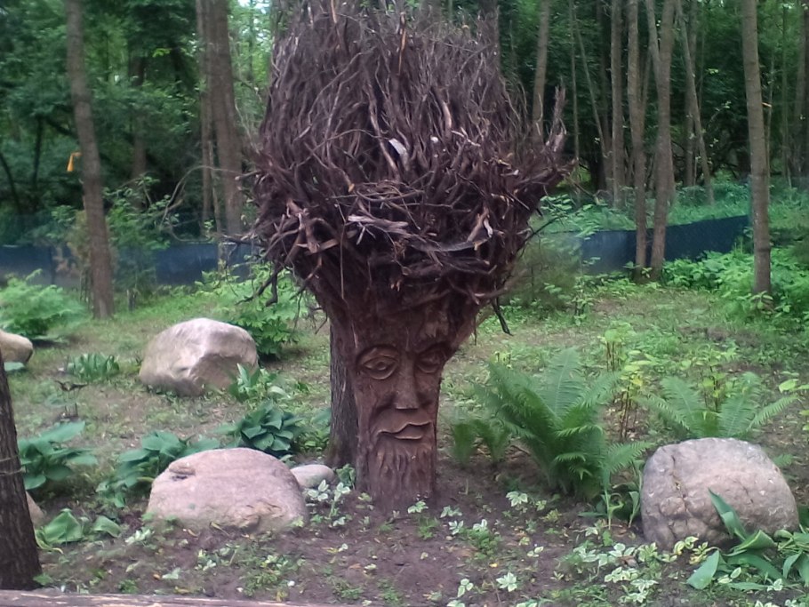 Дерево корнями вверх