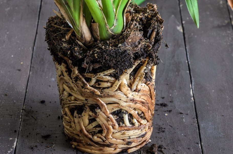 Корень на прозрачном фоне