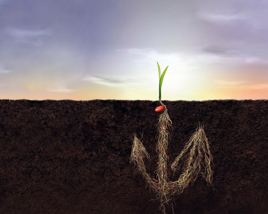 Необычные березы