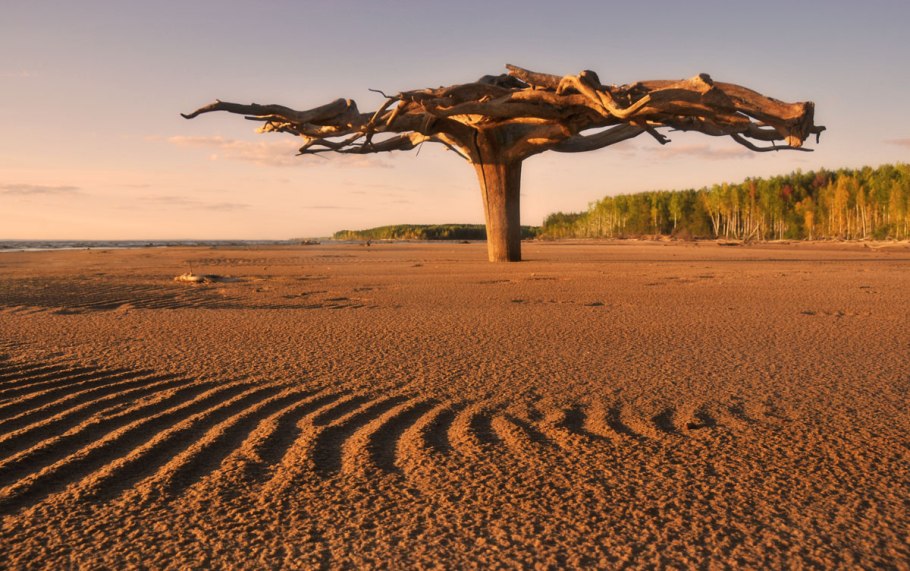 Дерево растущее корнями вверх