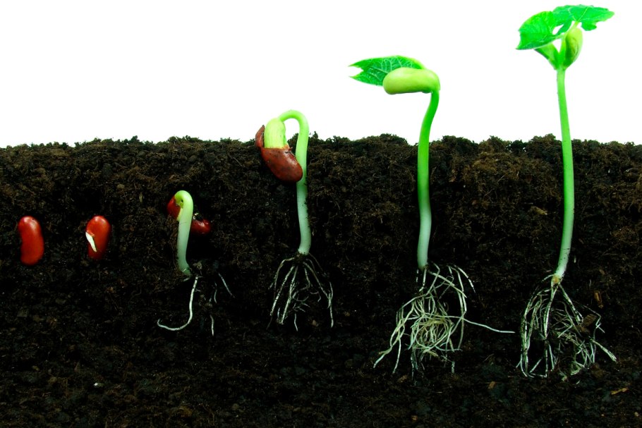 Корни приростки