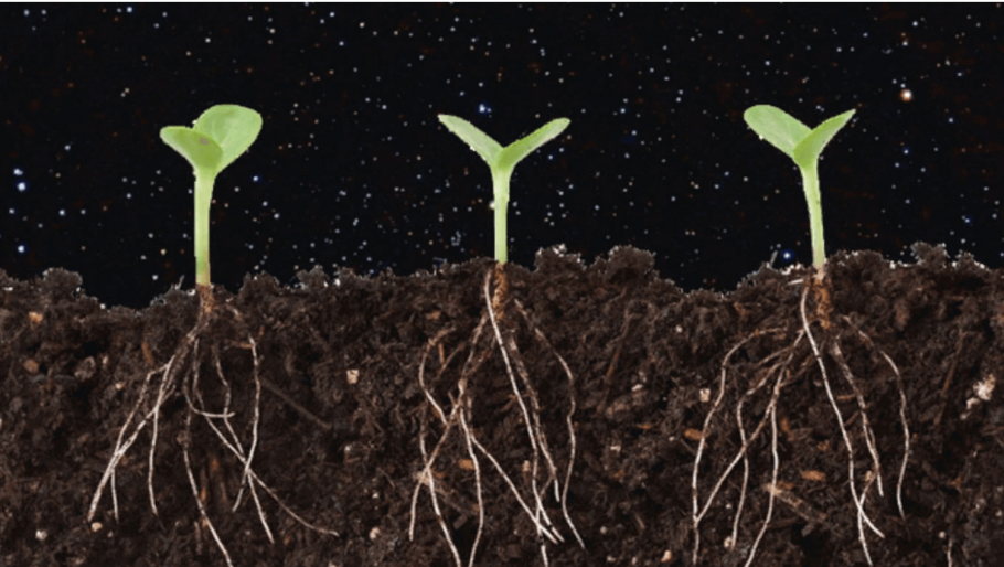 Корневая система деревьев