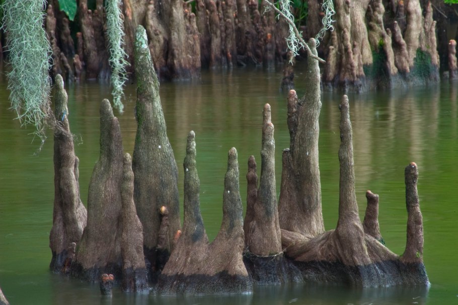 Помидоры вверх тормашками в теплице