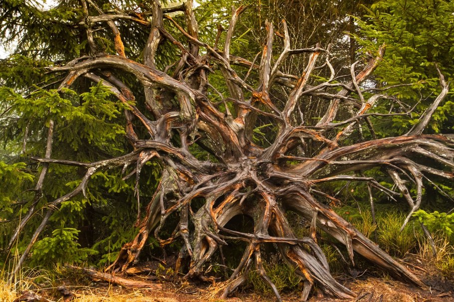 Баньян дерево корни