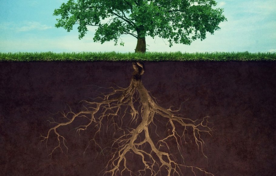 Корни дерева