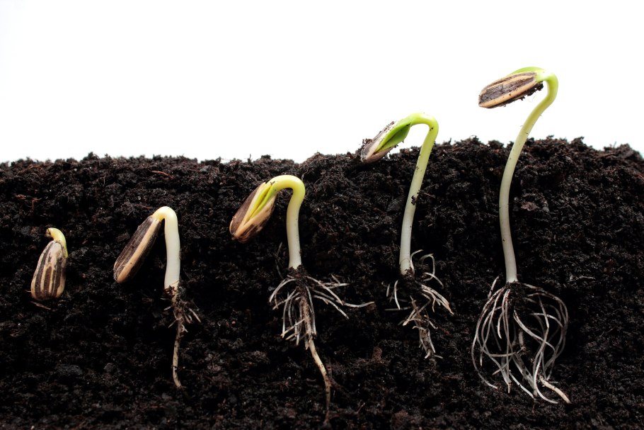 Росток семядоли