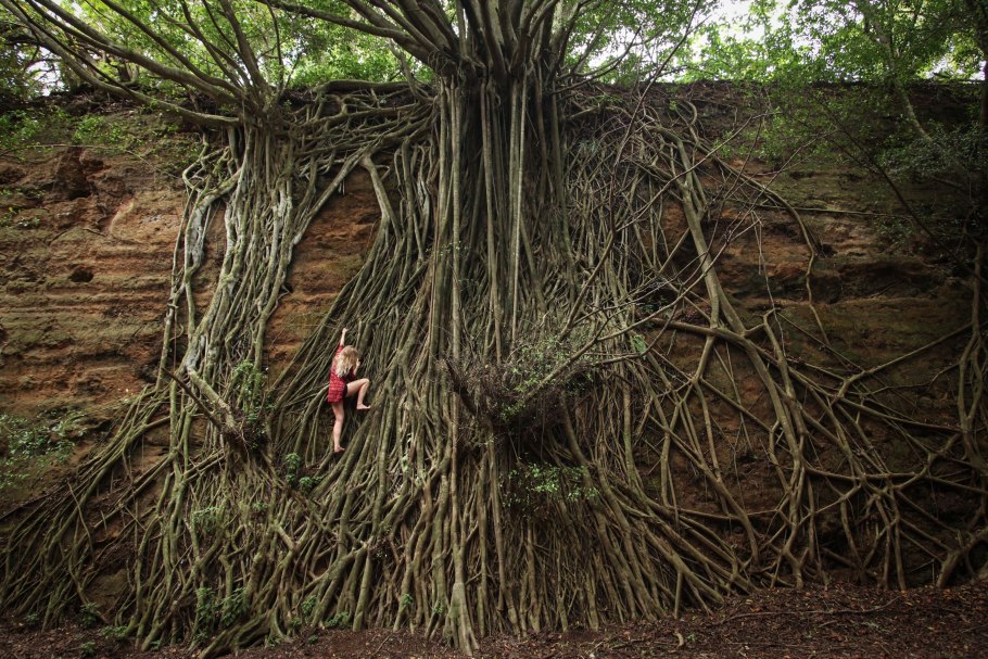 Ходульные корни баньяна