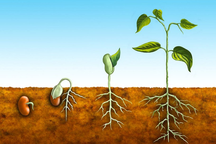 Поваленное дерево