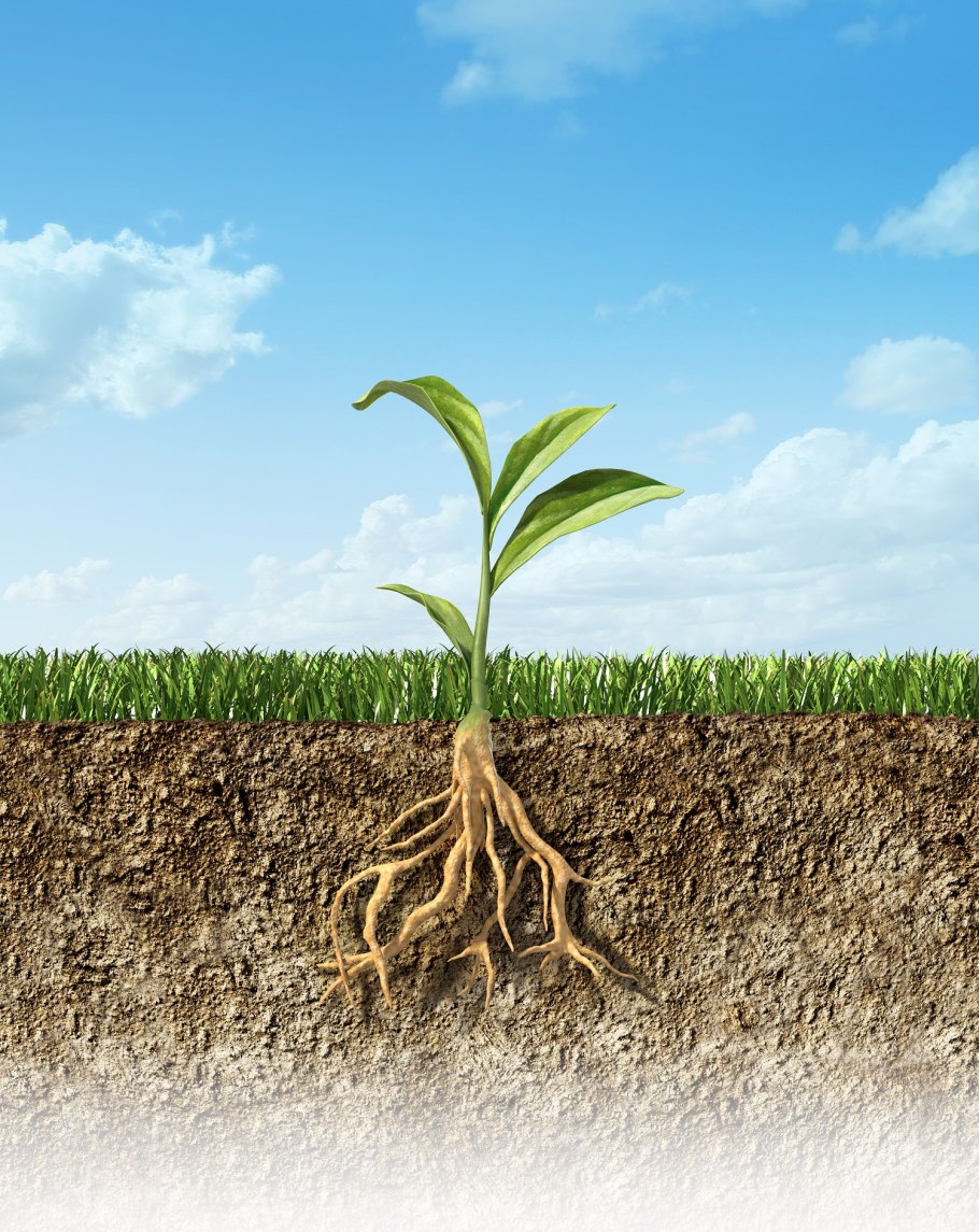 Дерево с досковидными корнями