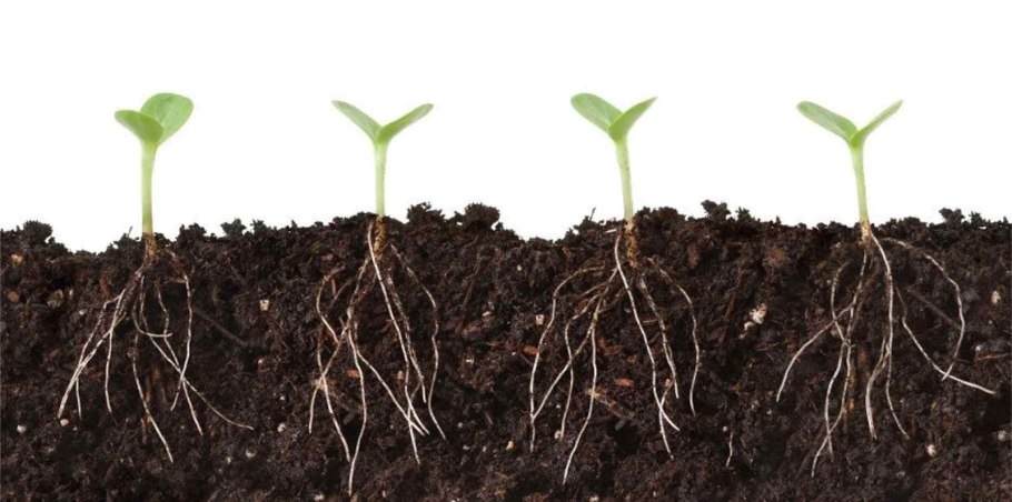 Липа мелколистная ярусность