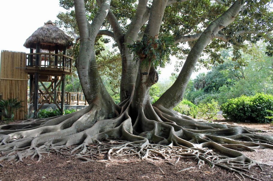 Дерево Tamanu Tree