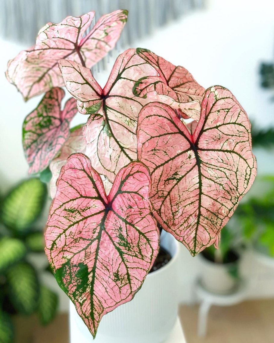 Caladium seguinum растение