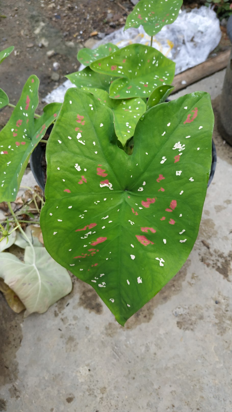 Каладиум Fantasy