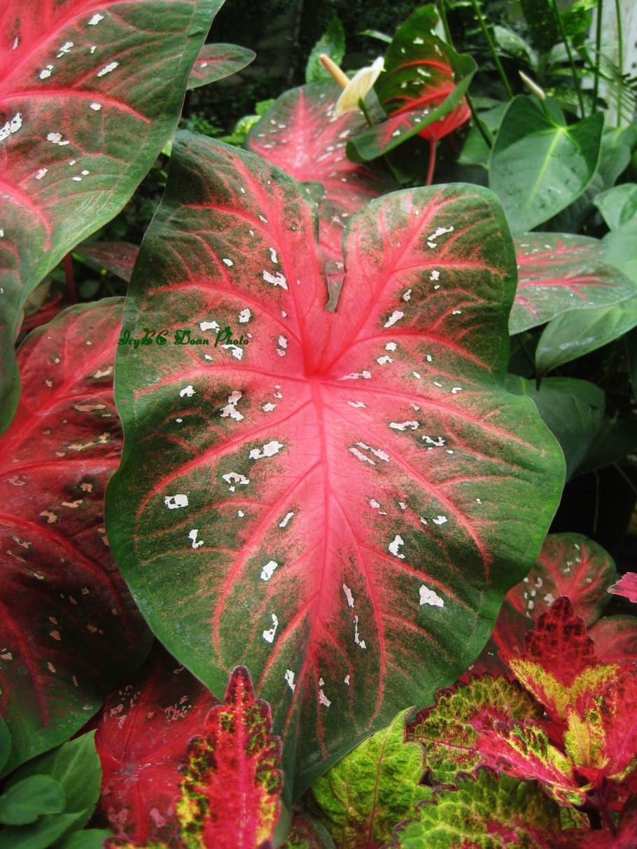 Каладиум White Queen