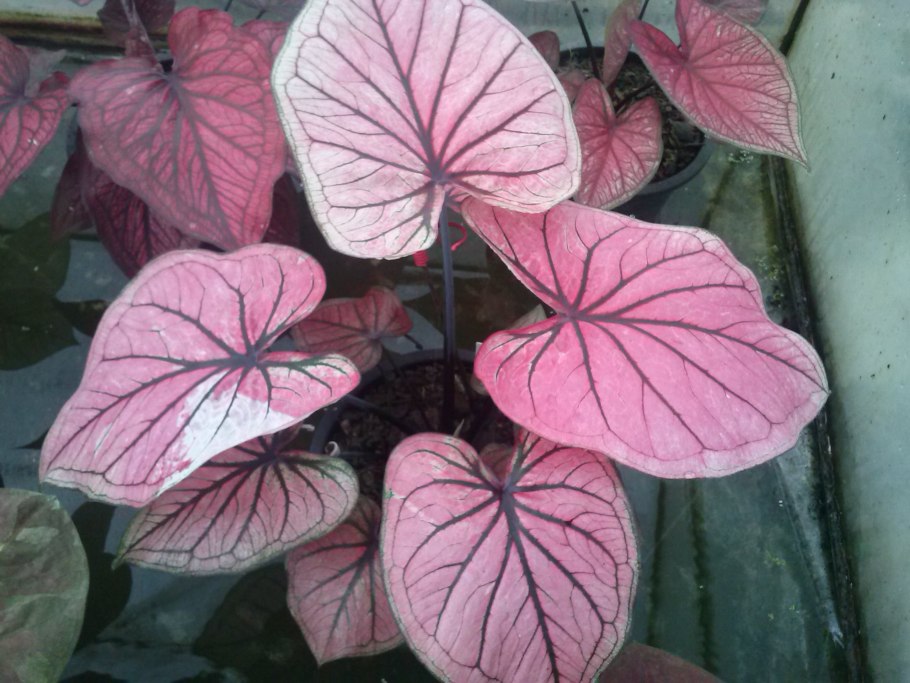 Два листочка каладиум в векторе